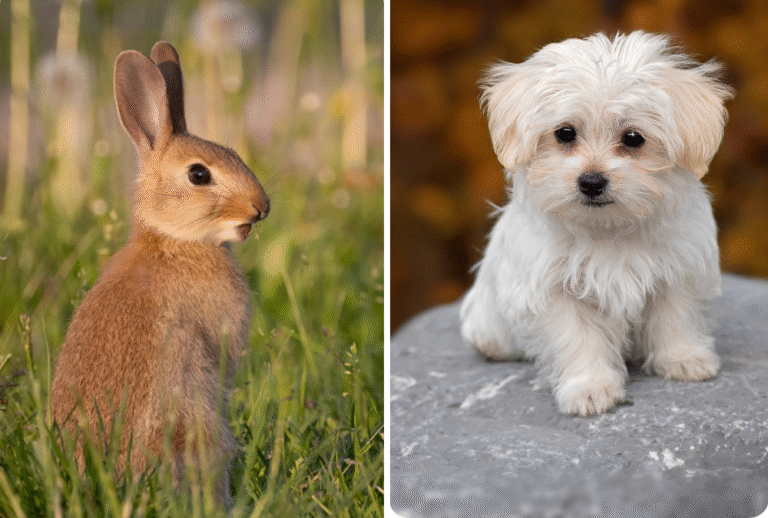 11 Best And Worst Pets For Kids